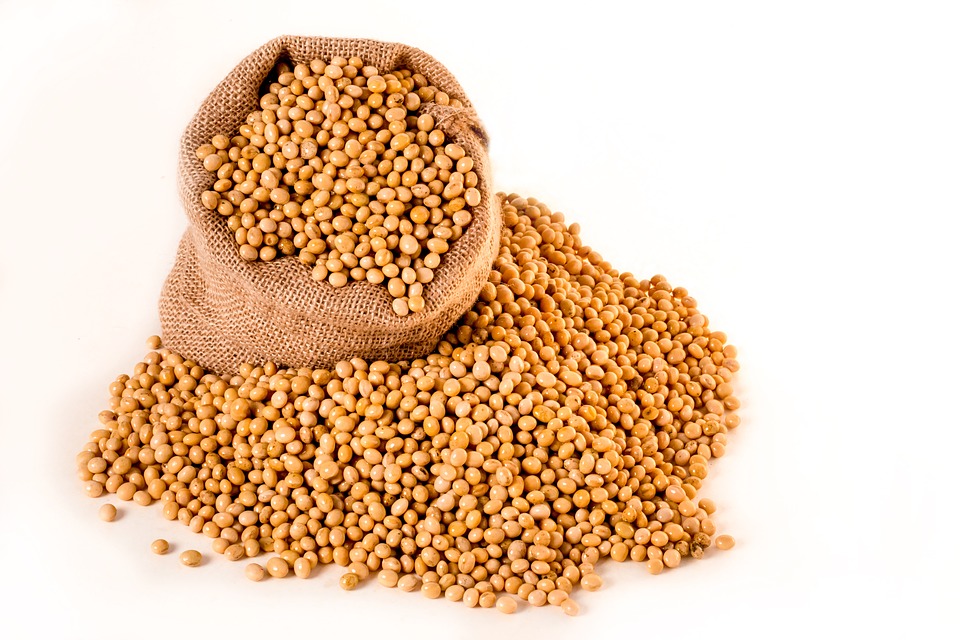 soybeans-2039641_960_720