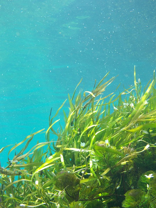 水中の海藻